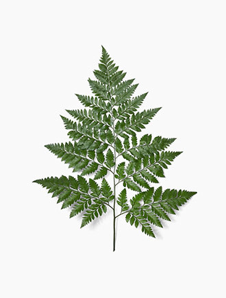 The 6 to 20-inch, glossy, dark green, lacy, triangular fronds are often used as foundations for elegant arrangements and as background material for corsages. Packed 25 stems to a bunch.