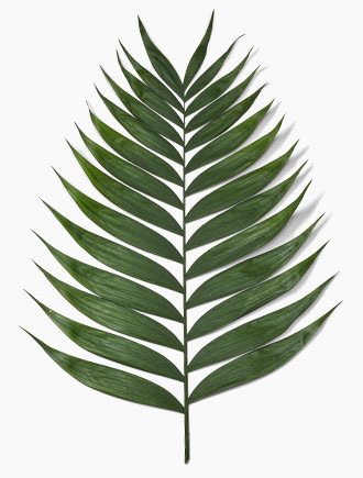 Large Kommodore or emerald has Long, languid pairs of leaves travel up a sturdy stem.  Bunches have approximately 20-25 stems.