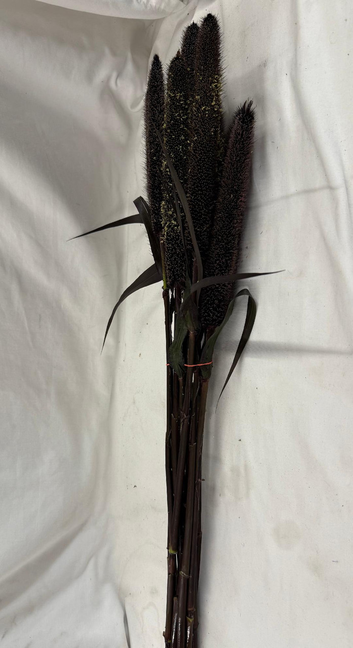 Millets are a group of highly variable small-seeded grasses.  Comes 10 stems to a bunch.