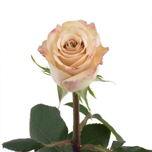 Quicksand - Rose
