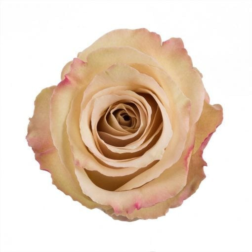 Quicksand - Rose