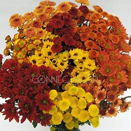Fall Cushion, daisy, novelty pomps packed 7 stems to a bunch and 12 bunches to a box.
