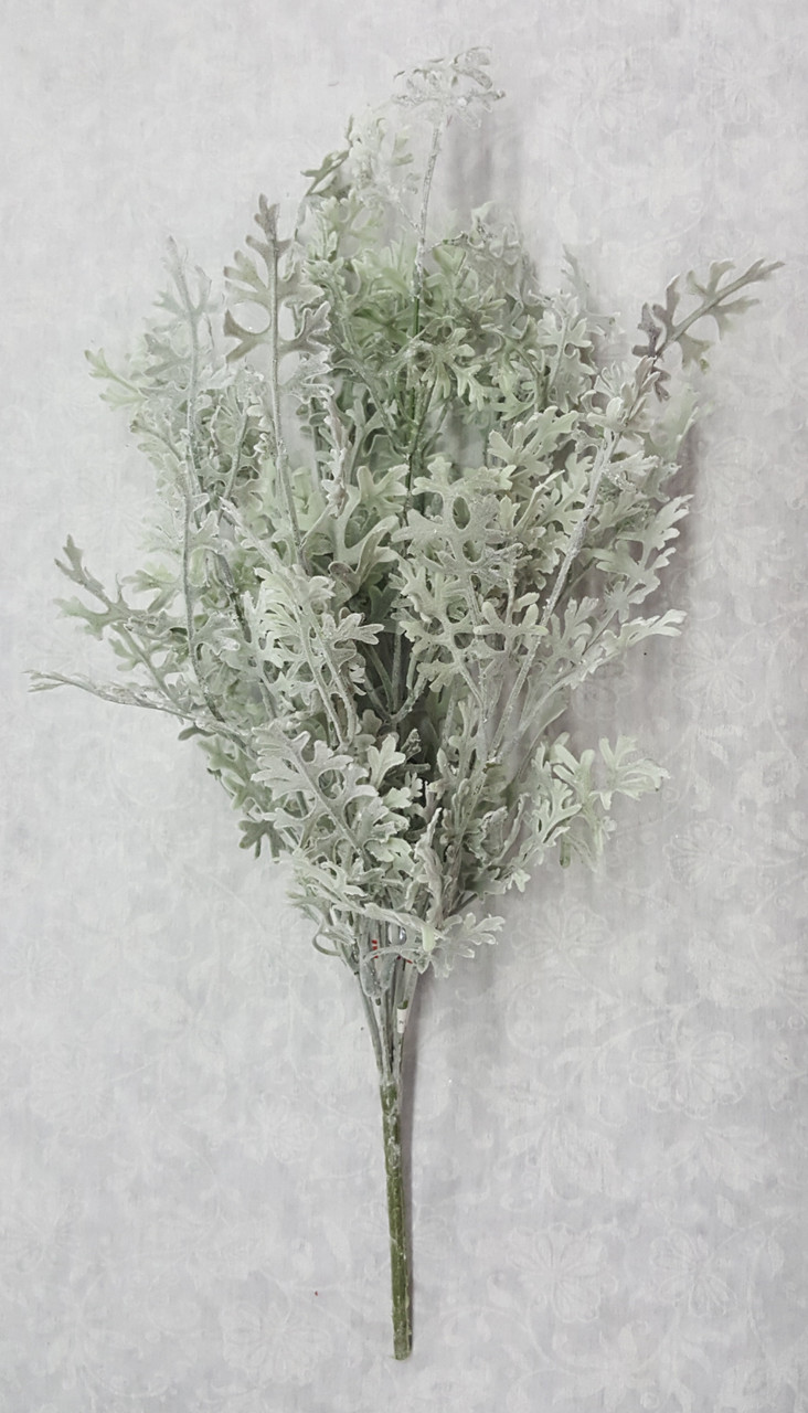 Dusty Miller Bush (X 9)