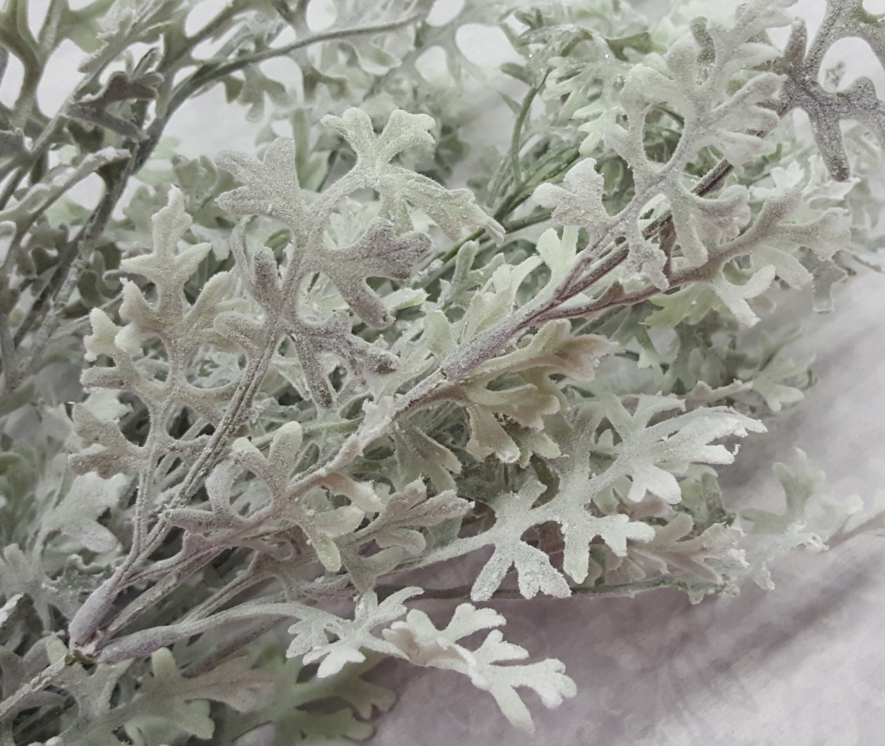 Dusty Miller Bush (X 9)