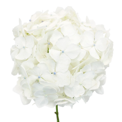 White Hydrangea haves mall clover-shaped blooms that form a large focal flower