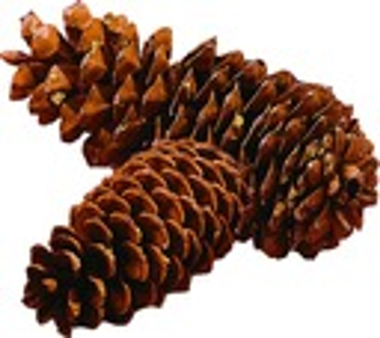Sugar Pine Cones are 9" to 12" long.

20 per case D106 
