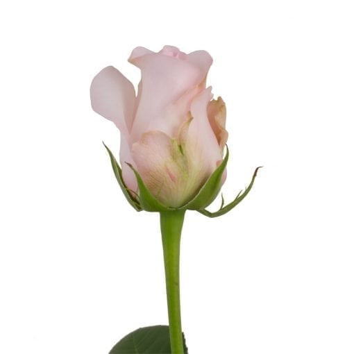 Sweet Akito - Rose