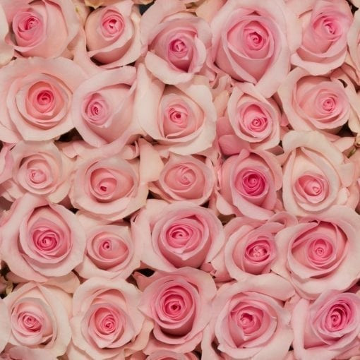 Sweet Akito - Rose