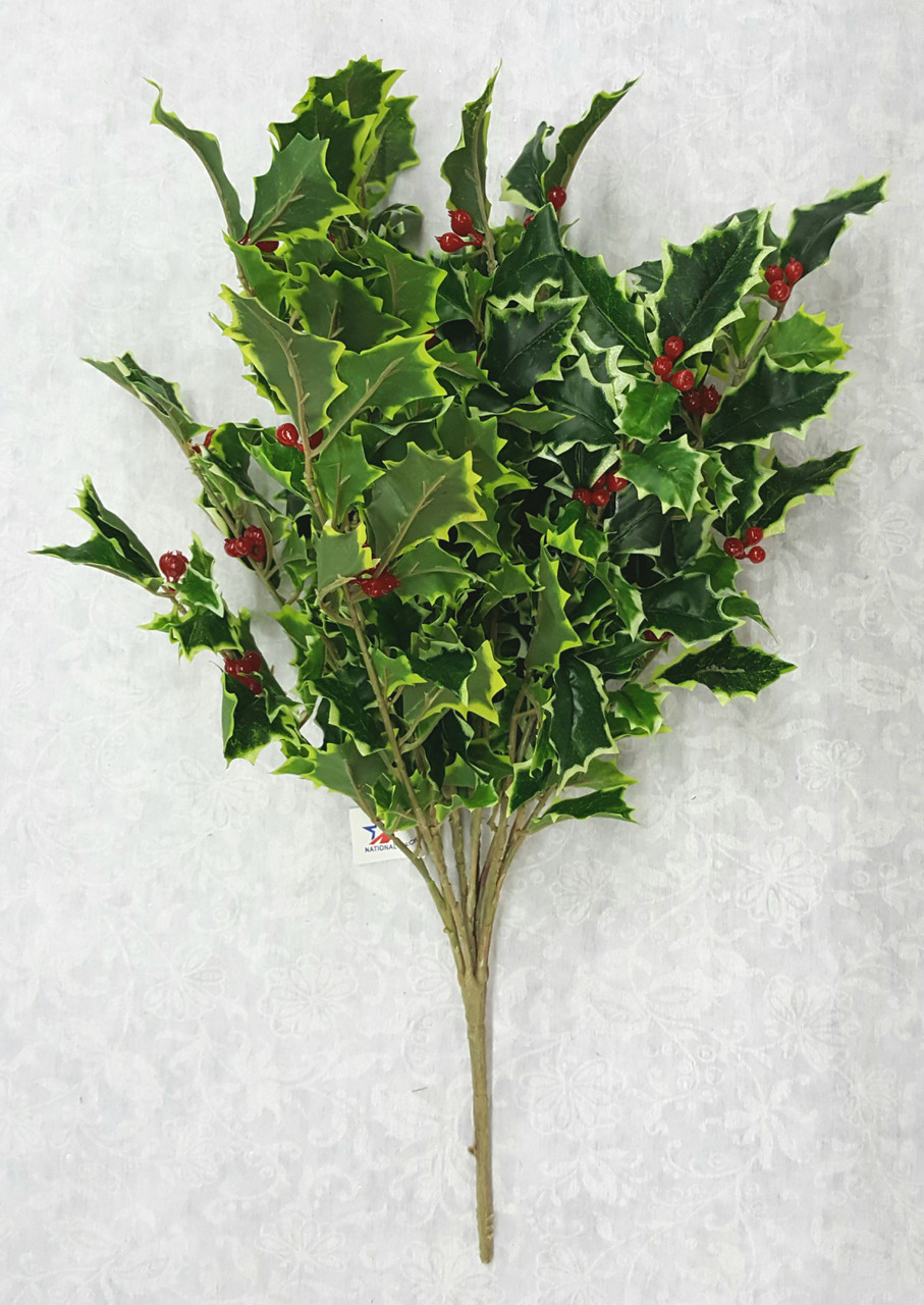"Freshcut" Holly Bush