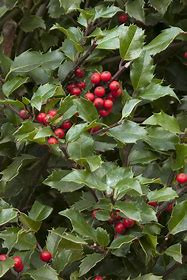 green leaves with red berries on a stem.