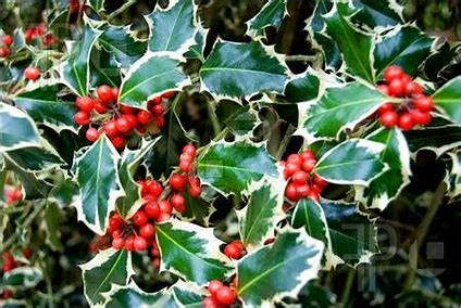 Verigated green leaves with berries