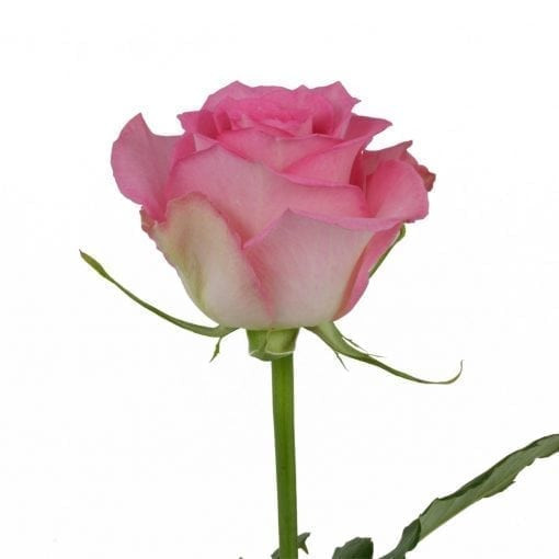 Sweet Unique - Rose