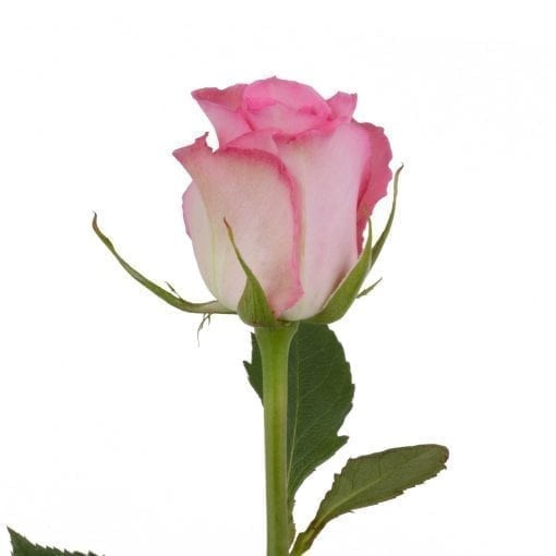 Sweet Unique - Rose