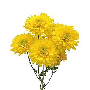 A yellow cushion with multiple heads on a stem.  Packed 7 stems per bunch.