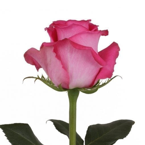 Topaz - Rose