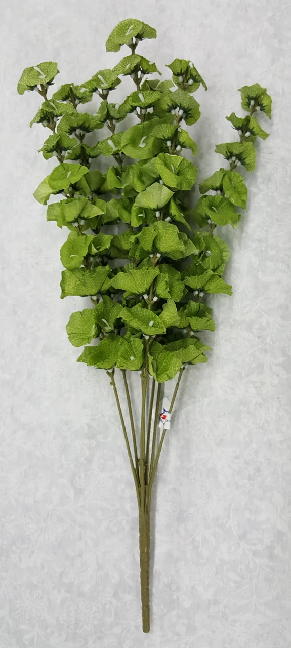 Bells of Ireland Bush