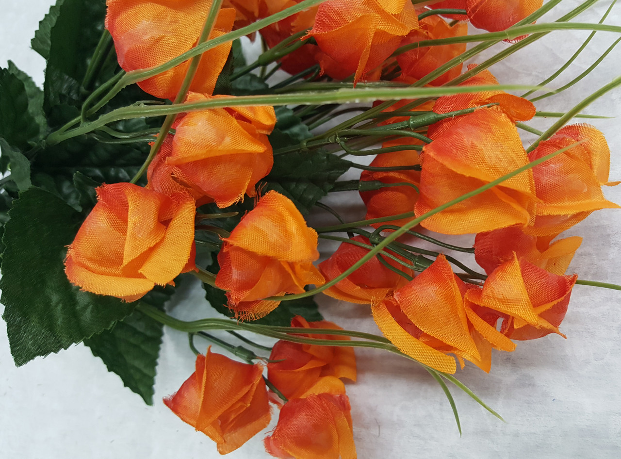 Chinese Lantern Bush (x 12)