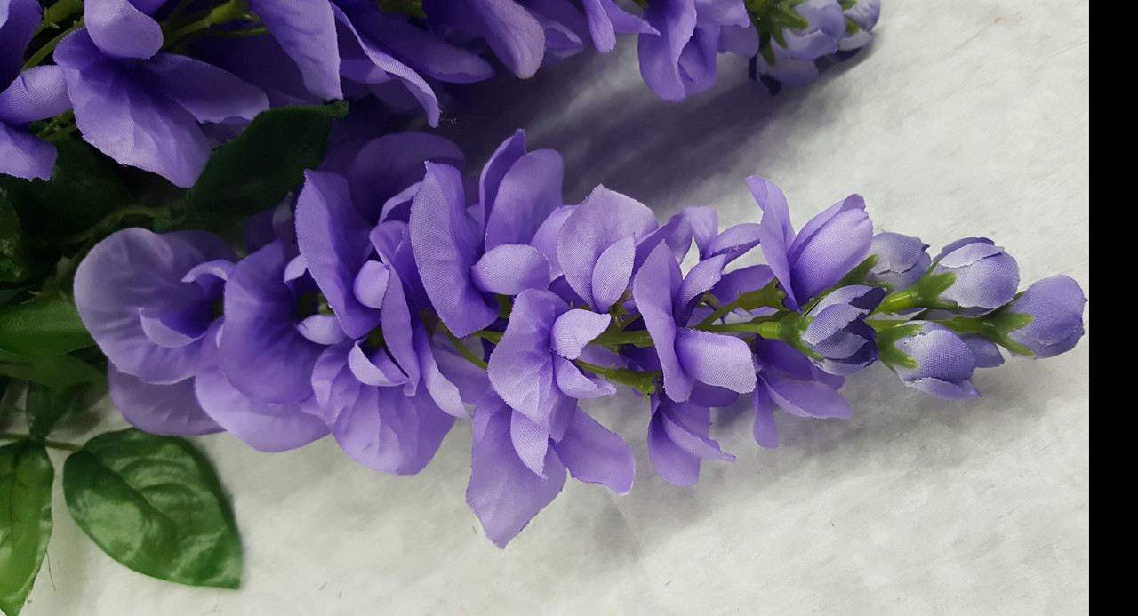 Garden Wisteria Bush