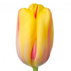 French Tulips