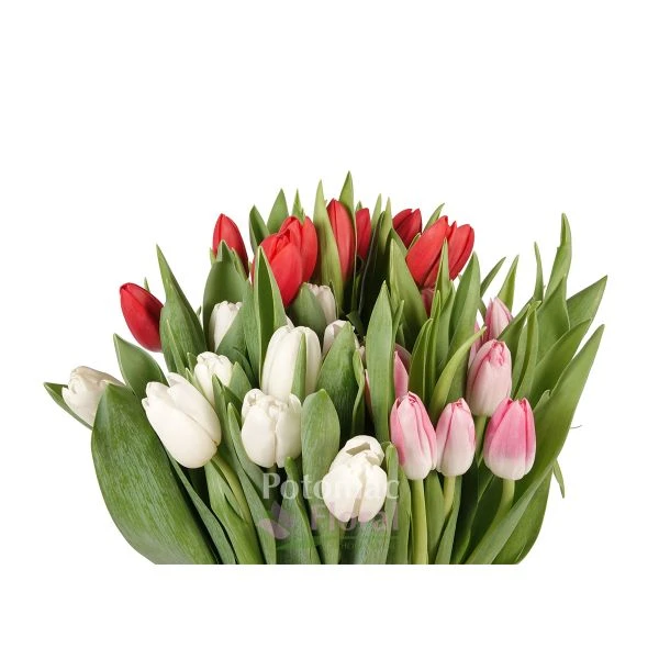 Canadian tulips assorted colors sold @ 5 packages of 10.