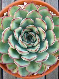 4" plants with parts that are thickened, fleshy and engorged, usually to retain water in arid climates or soil conditions.