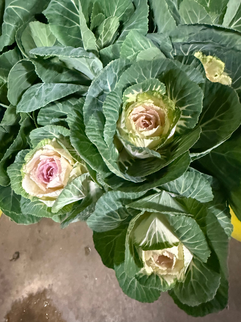 Kale- pink x 5