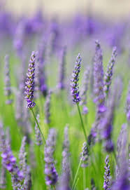 English Lavender Potted Plant 4" each
