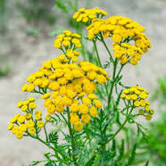 Tansy flowers (Tanacetum vulgare) grow in clusters and look like golden buttons. 
