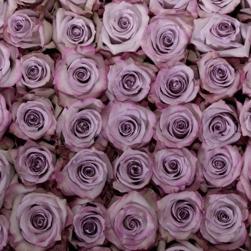 Purple Haze - Rose