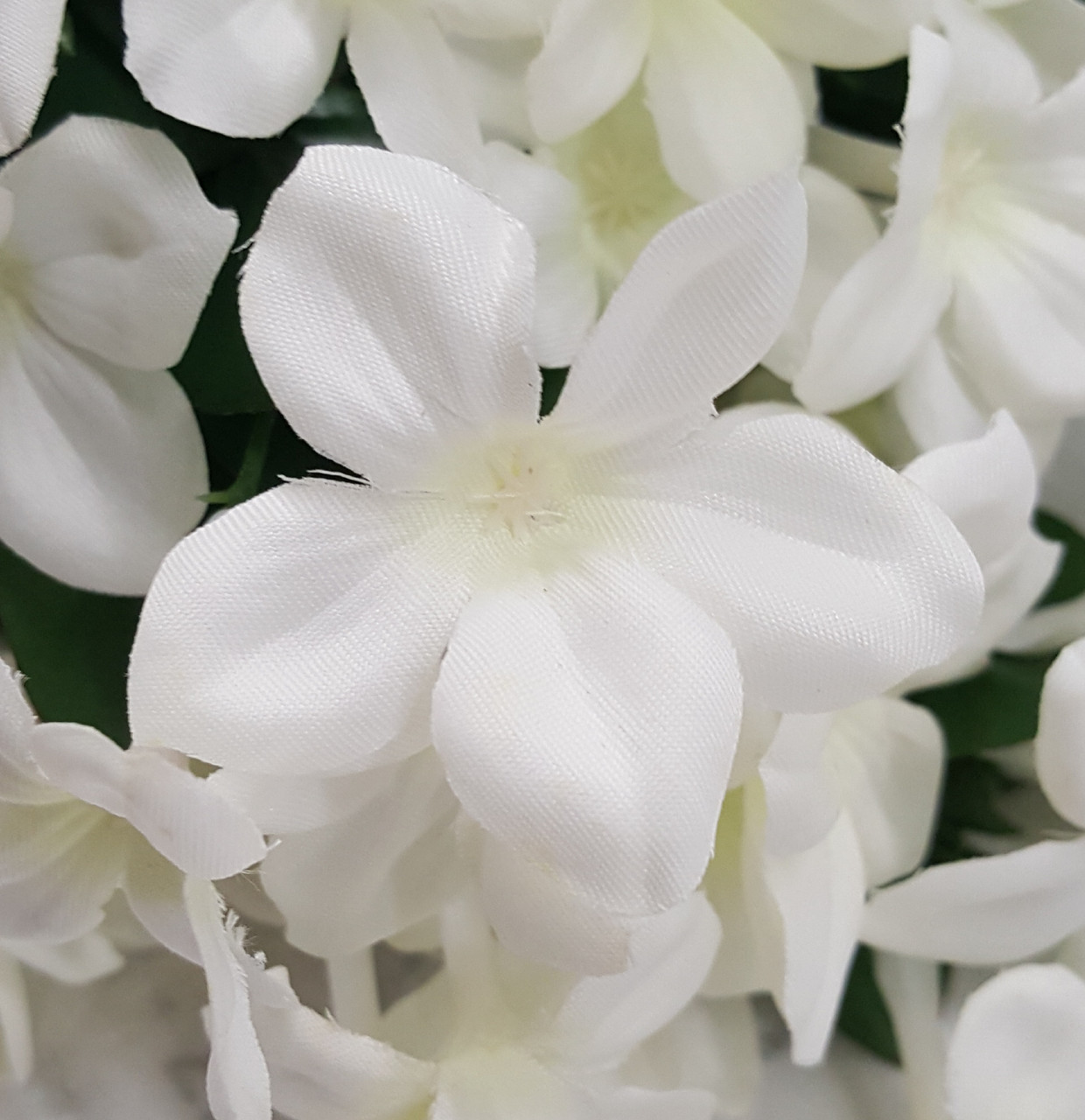 Stephanotis Bush (x 12)