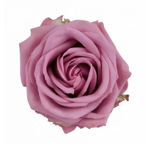This rose combines hints of pink and mauve within this lavender rose. This rose is packed 25 per bunch.
Medium Lavender, Large bud, High petal count, 8-10 day vase life