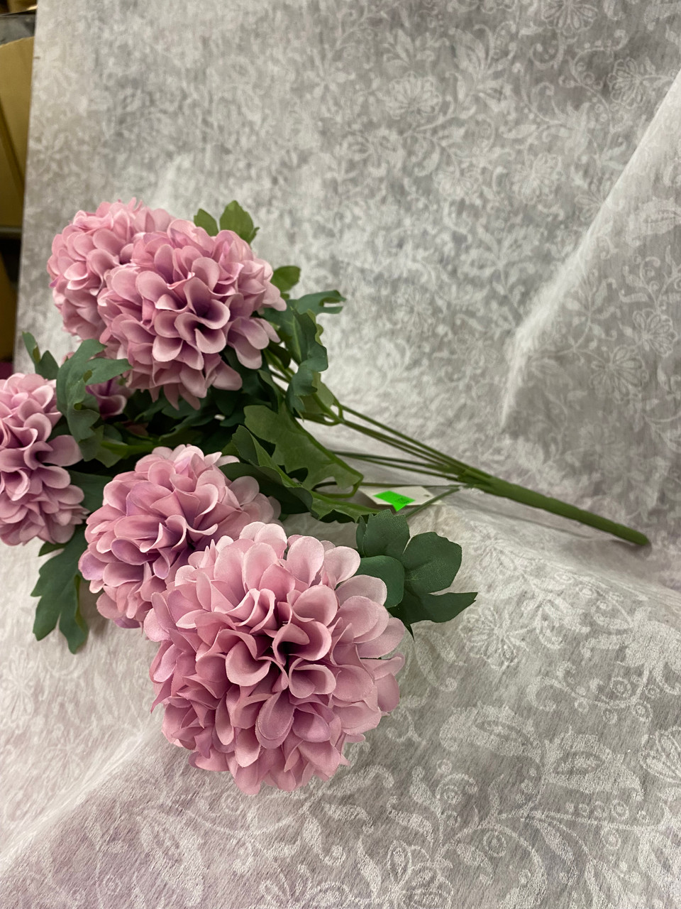 Pompom Dahlia Bush x 7 mauve/cream