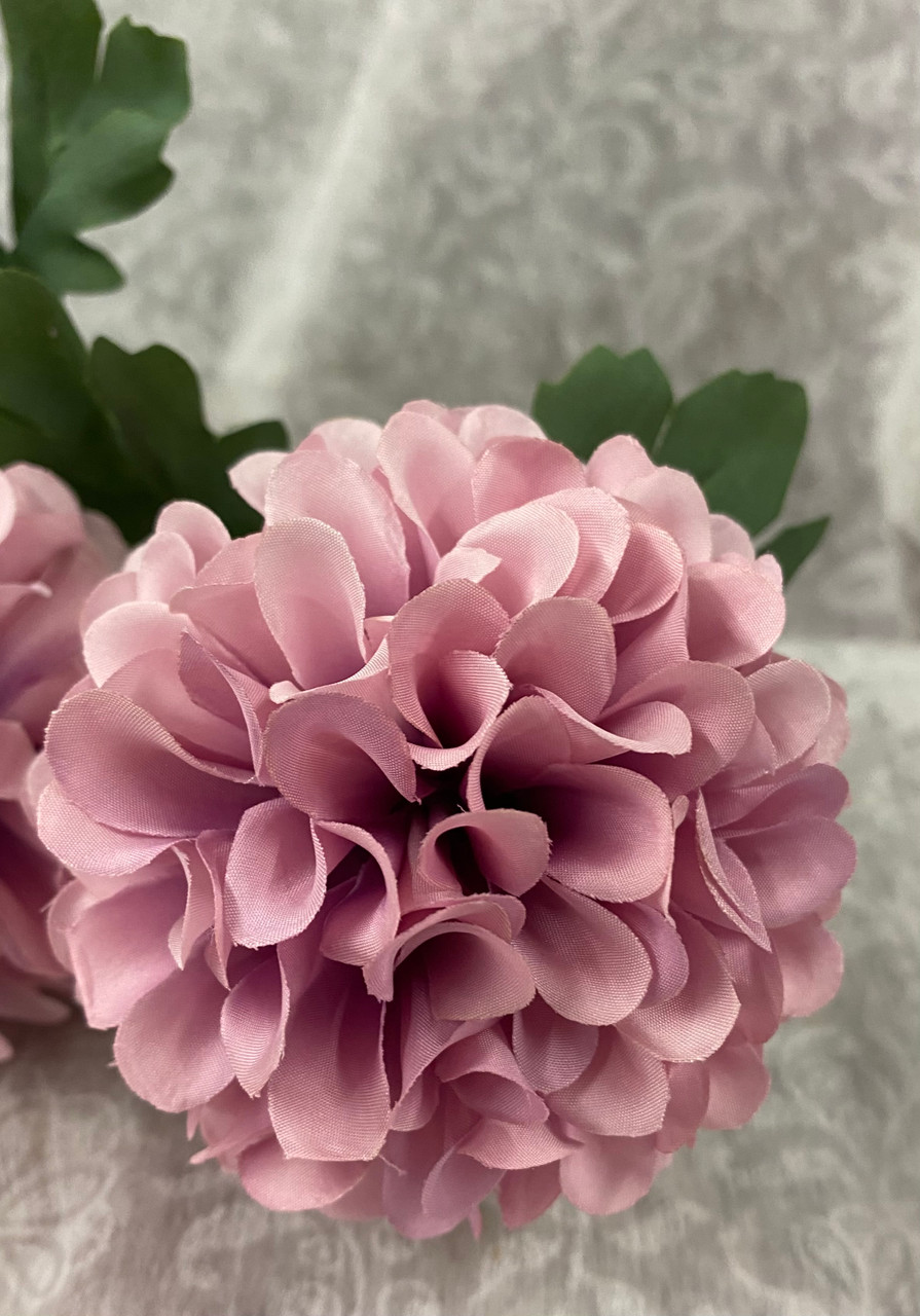 Pompom Dahlia Bush x 7 mauve/cream