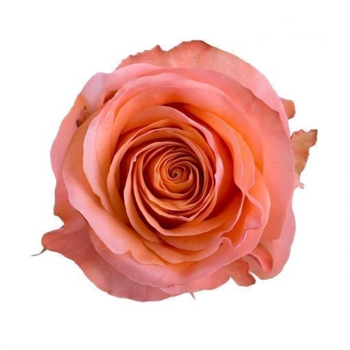 Coral Reef rose is a creamy orange-peach Rose is packed 25 stems per bunch.