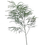 Bushy in appearance, this green averages 15-22 inches in length and features delicate and airy foliage.