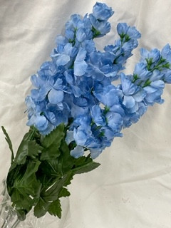 blue delphinium bush x6 