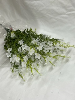 white forget me not bush 