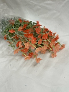 peach forget me not bush x11 