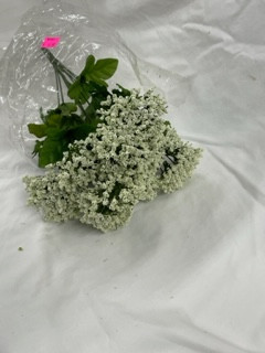 cream yarrow bush x 9