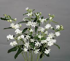 tweedia is a Ray of Showy white  flowers 5 petals.