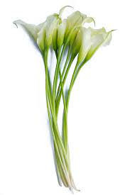 mini cala lilies (SA)