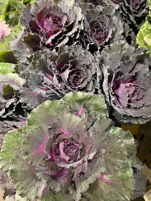 purple kale x 5 