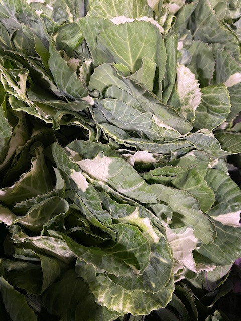 white kale x5 stems 