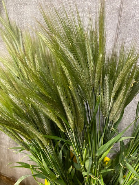 fresh wheat