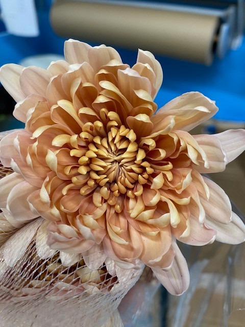 Linnette Cremon A bright combination of bright pink and tropical orange, this flower starts out more of a bright orange with bright pink accents