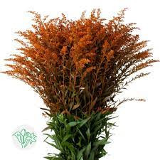 orange solidago 
