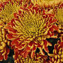 fall colored cremon bronze 