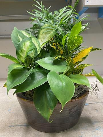 Ceramic Dish Garden