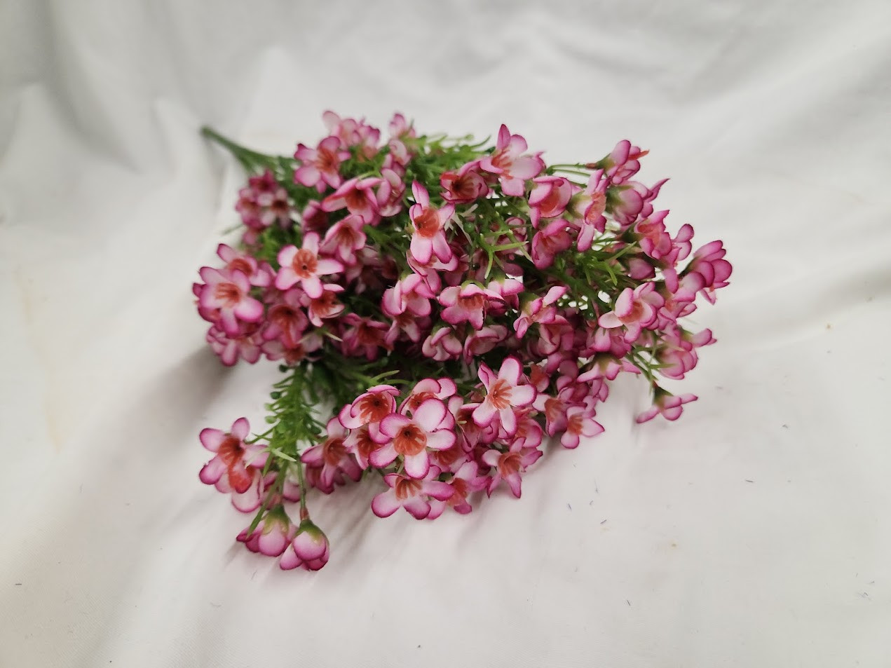 Silk Wax Flower Bush