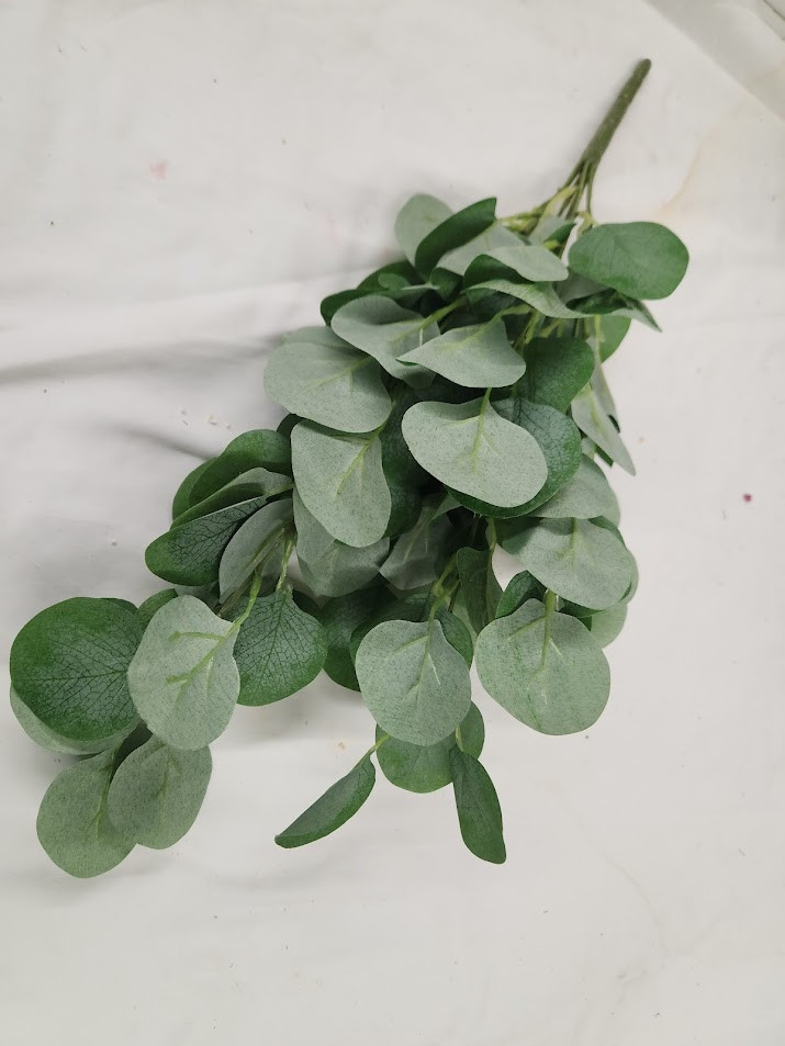 Silver Dollar Euc Bush 